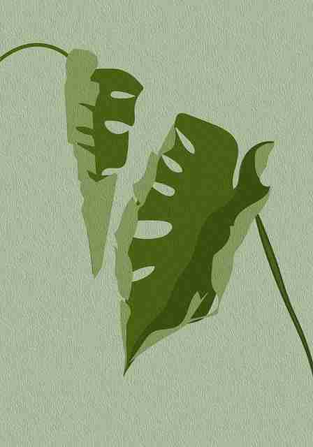 深度解析《蘑菇视频ios》版权逻辑内行视角